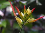 Parrot's Beak, Parakeet Flower, Parrot's Flower, Parrot's Plantain, False Bird-Of-Paradise,Heliconia